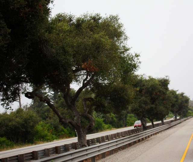 Zoom on the image : Santa Barbara Memorial Oaks